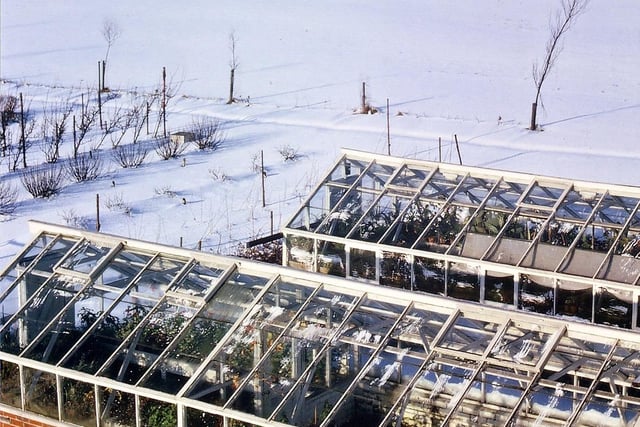 The greenhouses in the school grounds pictured in January 1966. The snowy view looks across to Beacon works.