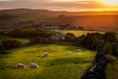 Spring always brings about new growth and some much needed sunlight. Picture: Shutterstock