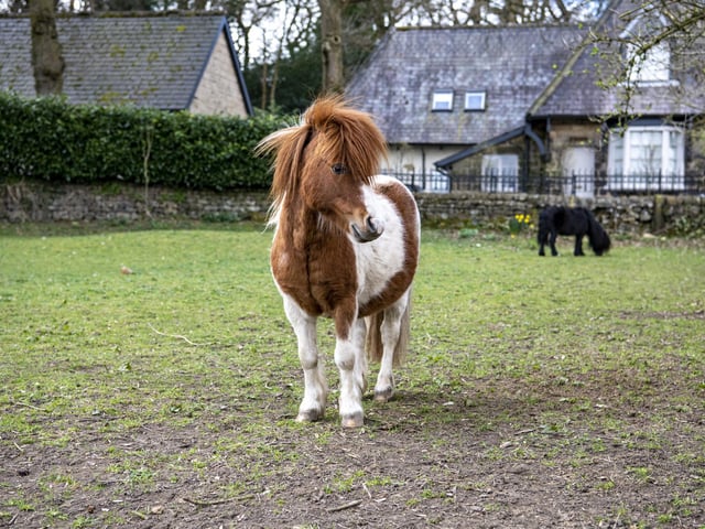 Leeds' much-loved donkey sanctuary was first set up near the Lawnswood roundabout, in between Weetwood and Adel, to rescue horses, ponies and donkeys from abuse. In addition to its charity work protecting them, Hope Pastures also offers young people a chance to learn about animal welfare and caring for horses and donkeys.