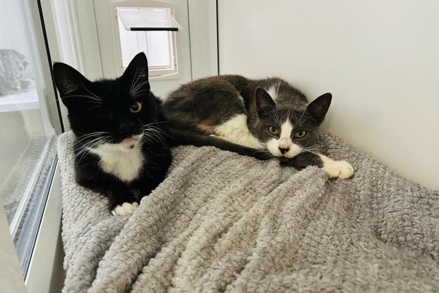 Seven-year-olds Bob and Dooba were found after they had sadly been abandoned. They would make the perfect duo for any family.