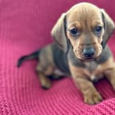 Michal has been named after a hero vet.