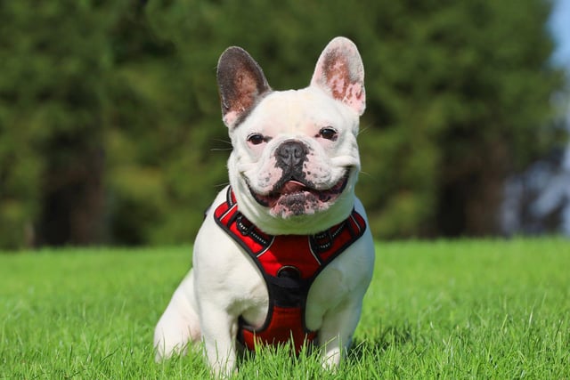 Five-year-old French Bulldog Chase takes his time getting to know new friends, but once he is comfortable, he's a ball of fun. He would suit patient adopters who will come to visit him regularly before he heads to his new home. Chase would need an adult only home, with no visiting children and very few visitors generally, as he enjoys a peaceful life. He would not like to share with other dogs.