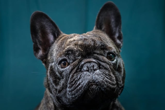 The data shows that between 2021 and 2022, 21 French Bulldogs were reported stolen in West Yorkshire. Photo: Matt Cardy/Getty Images