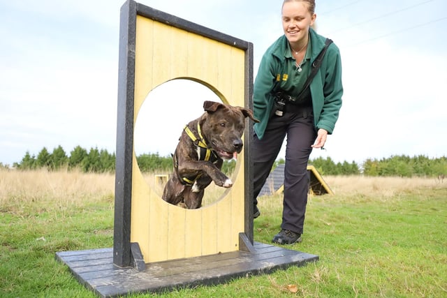 Dexter was seen practising some agility and just look at him go! 
He’s a very handsome two-year-old Staffy Cross who is so sweet once he knows you. Dexter will suit an active family who live in a calm and predictable home. He’ll be fine with kids over 16. He isn’t one for sharing the limelight so needs to be the only pet, but he’s fine with other dogs out and about.