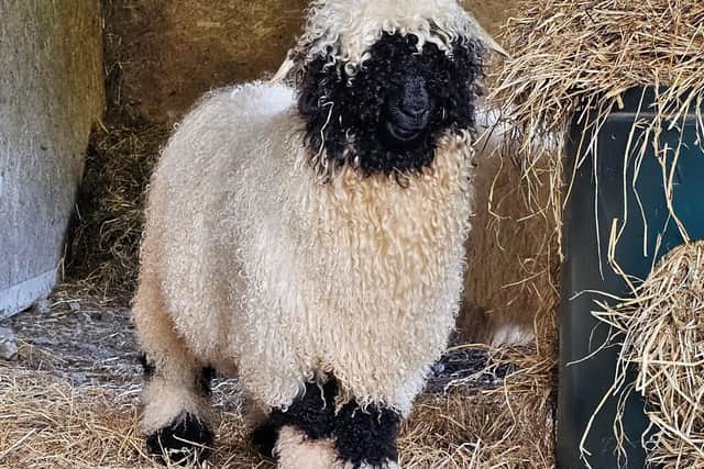 Vallais Blacknose sheep