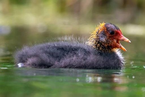 This is a Coot baby the first stage of the coots life cycle.