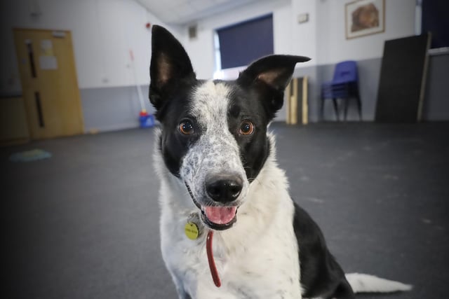 Alfie is a fun and clever two-year-old Collie who will be perfect for someone who will give him the physical and mental stimulation he needs. Once he has gotten to know you, he will show you how playful he is. He loves his toys and would play fetch all day if he could. He's not one for much physical fuss and can easily get uncomfortable with too much handling. He prefers to show his love in more interactive ways. Being a real food lover, he is very easy to train and loves learning, which is a great way to build a strong relationship with him.