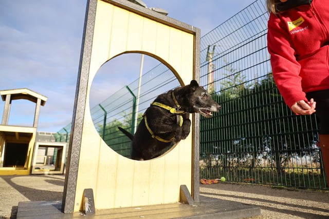 Billy is a handsome 11-year-old Patterdale Terrier and to him, age really is just a number! He’s absolutely full of life and loves his outdoors adventures. We joined him on a fun agility session where he showed off his amazing hoop jumping skills! Whoever adopts this bubbly lad is guaranteed a fun time for sure!