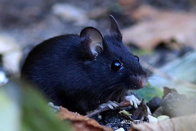 A melanistic wood mouse says hello to the camera.