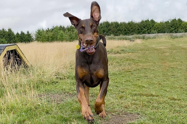 Just look at those ears! Stuart, the bouncy two year old Dobermann was having loads of fun playing off lead in the centre’s enclosed field.
He’s a big strong boy who is looking for switched on adopters who will stick to his training plan.