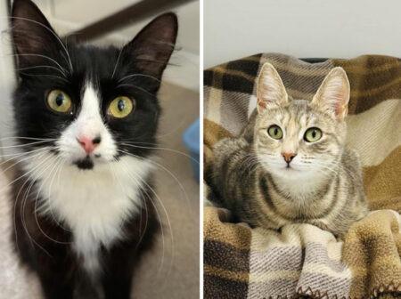 Luna and Molly are aged approximately two and love being in the company of each other and humans. They would love to be adopted together by a family who can give equal amounts of fuss and attention.