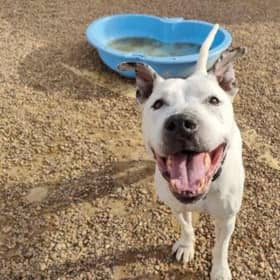 Diesel is a Staffie X aged approximately 11. He loves people and is looking for a new place to call home despite enjoying time with his foster parents.