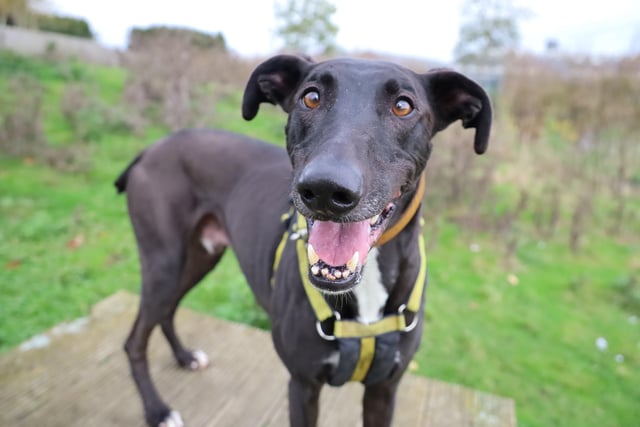 Domino has stolen the hearts of all his handlers at the centre. The nine-year-old Lurcher loves doing his training and going for walks in quieter areas where he will not see other dogs. He travels well so does not mind being driven to more peaceful spots.