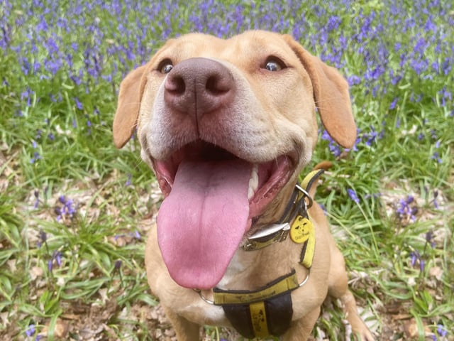 Vera is a 2-year-old Staffordshire Bull Terrier Cross. She is a fun-loving girl who is always happy to go off in a car for long walks and adventures. Vera is looking for a calm adult only home and to be the only pet in the house. She knows some basic tricks which she is happy to show you in exchange for a yummy treat. She really loves her human friends and is very affectionate once she knows and trusts you.