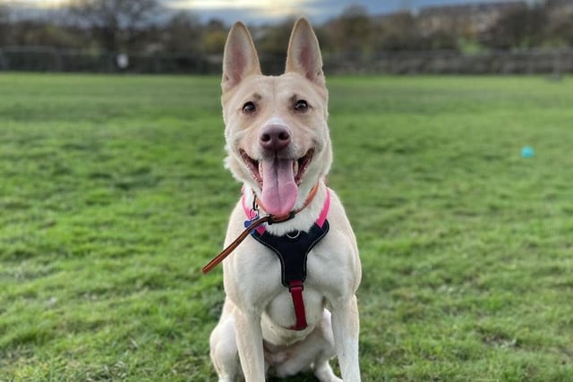 Four-year-old Taz is a GSD x Akita who came to the centre last year after a family could no longer adopt her. She went through lots of training and was adopted again but this did not work out for her. Now, she is ready to find her forever family.