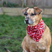 We were sent this lovely photo of Pippa, who is living off-site in a foster home. She’s a lovely 10-year-old Crossbreed who is looking for her forever home.
Her foster carer decided to treat her to a lovely new bandana for Valentine’s Day and we think she looks super cute!
She’d love to find a calm and peaceful retirement home to relax in and shower you in love! So if you are looking for a sweet natured and relaxed companion, Pippa might be a perfect match for you.