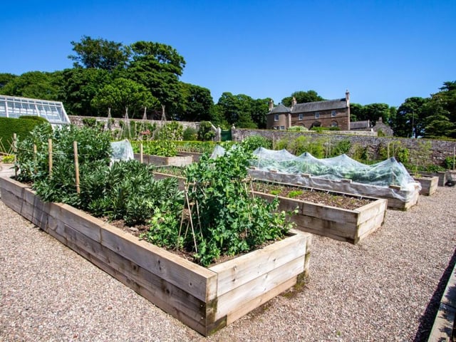 Vegetable garden.