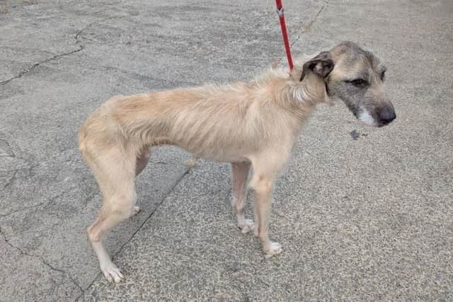 Both were emaciated with the lowest possible body condition score