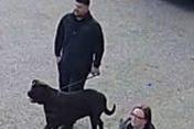 Image LD4780 refers to possession of a dangerous dog on February 26.