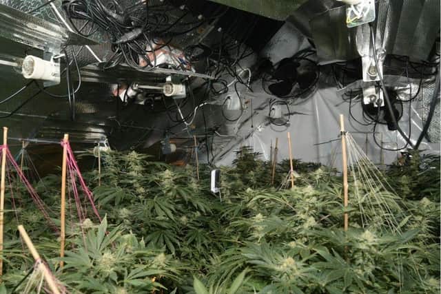 Six warrants were carried out at addresses in Bradford, Leeds, Barnsley and Keighley and five were found to have cannabis growing in them. Image: West Yorkshire Police
