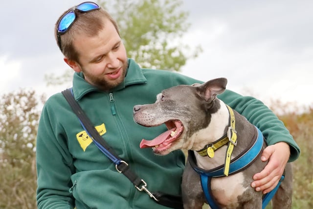 We met the lovely Trigger, who is a seven-year-old Staffy who LOVES to play!
He is full of energy and loads of fun to be around. He is very loving, as you can see from the pic with his handler Alex and enjoys loads of attention.
He’s not looking to share with any other pets or young children, but in a calm and predictable home he will thrive.