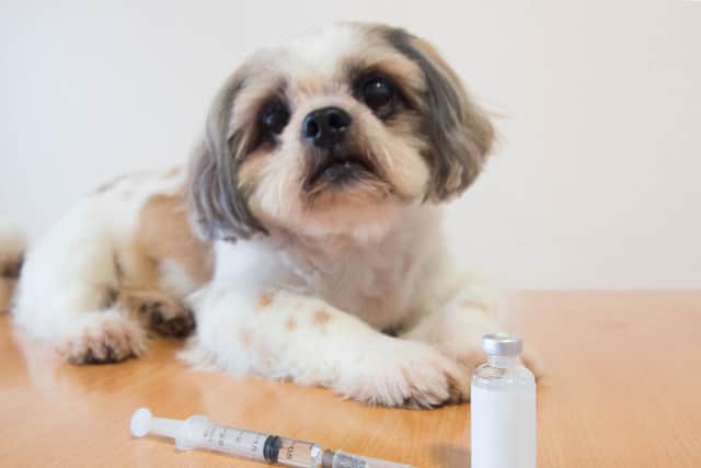 Pets may need an insulin injection to treat their diabetes (photo: Adobe)