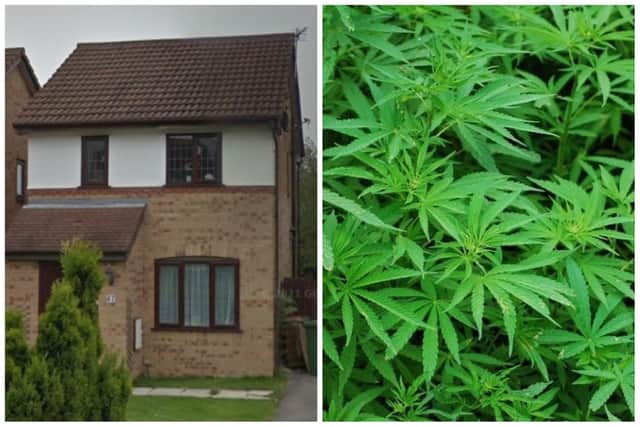 Jemini was tending to the cannabis operation at Parkinson Close in Wakefield.
