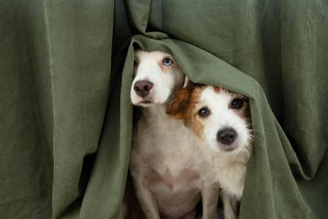 It’s important to look after pets and animals who are sensitive to fireworks