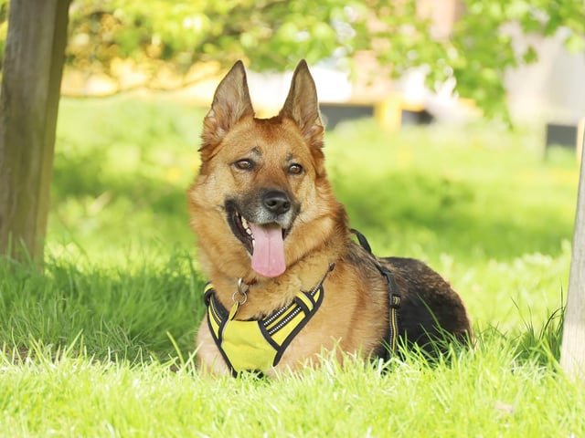 Missy is a super playful and affectionate 3yr old German Shepherd. She is looking for adopters who will work with our Training team to slowly transition her to a new home. She needs time and space to build a relationship, but she forms a very strong bond if you give her the chance. Due to her nervousness, she needs a calm and peaceful adult only home with no visiting children, and few visitors generally. She also needs to be the only pet in her home. She loves a good run off lead so she must have her own secure, private garden and regular visits to a secure field. Her perfect home would be in a quieter area, but as long as her new family are happy to drive her to quiet walking places (as she travels brilliantly in a car) this can be negotiated.