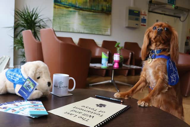 Trainee support dog Tevye ponders over his will at Best Solicitors