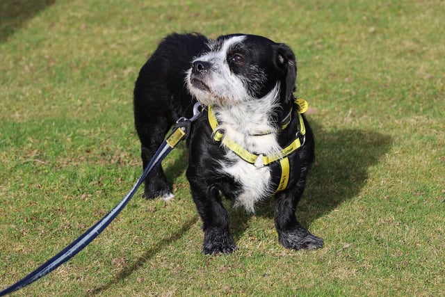 Barry is a 4-year old crossbreed looking for an adult only home with owners who are passionate about dog training so he can build on the work he has started here. He is looking for a home where he will be the only dog and he needs a quiet and calm environment. He must have a secure and enclosed garden to run about and play in and owners around all the time initially whilst he settles in as he is not used to being left home alone.