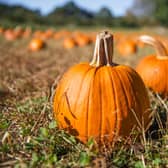 From pumpkin picking to skeletons trails, there’s plenty of activities to choose from this Halloween (Photo: Shutterstock)