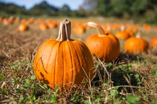 From pumpkin picking to skeletons trails, there’s plenty of activities to choose from this Halloween (Photo: Shutterstock)