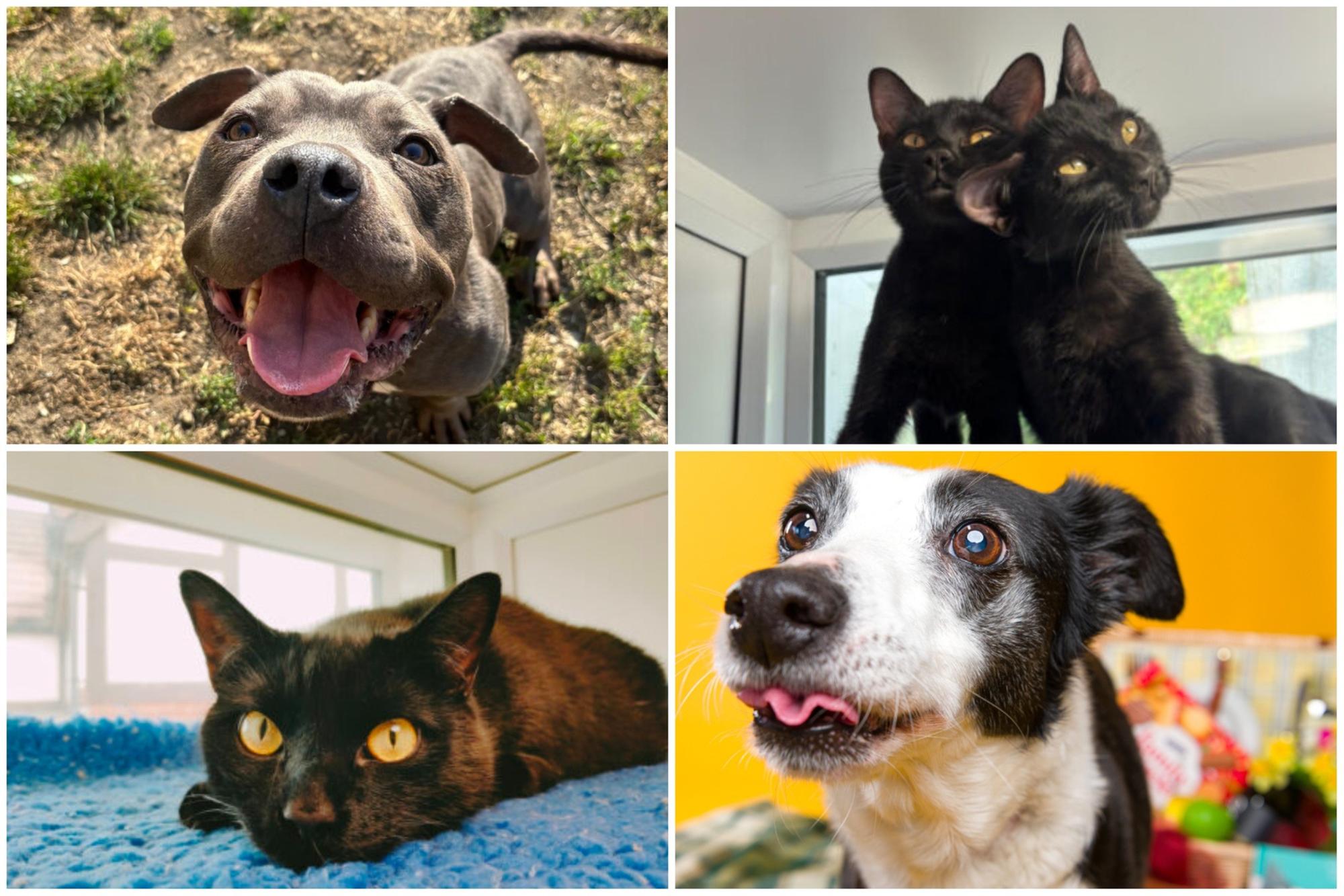 RSPCA Leeds, Wakefield and District Branch