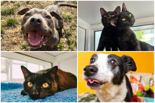 RSPCA Leeds, Wakefield and District Branch