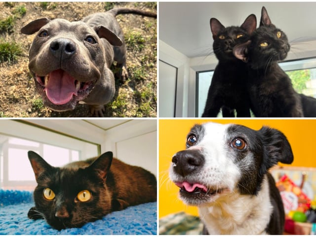 RSPCA Leeds, Wakefield and District Branch