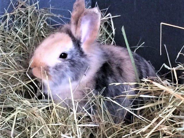 Meet Benji, a one year old cross Lionhead bunny. Benji is a really sweet rabbit looking for a female companion.
He loves a head rub but can be wary of being picked up and prefers to be on the ground. For this reason Benji is looking for experienced rabbit owners who can spot the signs of his insecure, nervous behaviour. Benji has an inquisitive nature and enjoys lots of environment enrichments. He may live with secondary school age childrenbut would prefer a quiet home and environment. To adopt him hop over to: https://rspca-radcliffe.org.uk/animal/benji/