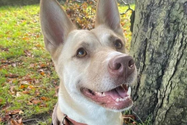 Four-year-old Taz is a GSD x Akita who came to the centre last year after a family could no longer adopt her. She went through lots of training and was adopted again but this did not work out for her. Now, she is ready to find her forever family. She would love to be walked in quiet areas and would suit a family that is happy to help her continue her training around other.