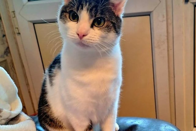One-year-old River is looking for a new home which is cat free, as he is a bit too boisterous around them. He enjoys the company of people and would love his new family to be around a lot of the time.