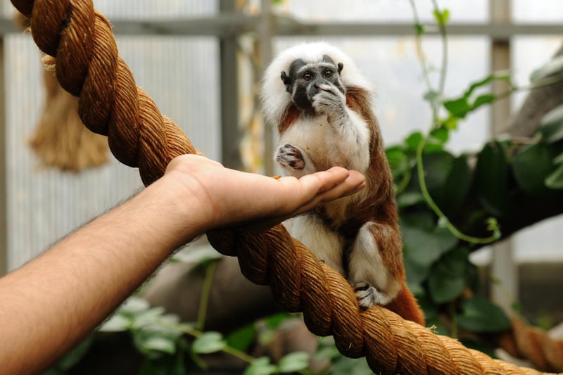 One of the two cotton-top tamarin monkeys gets a treat in 2015.