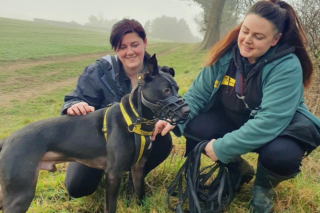 Harold was spotted off-site enjoying a long walk with his favourite handlers Sarah and Rhiannon. He’s a bubbly four-year-old Lurcher who really loves getting out and about for interesting walks. Due to his love of the great outdoors, the team try to take him off-site as often as they can. He’s still waiting for his Special Someone to see how much potential he has. He’s super smart, loves training and picks things up very quickly. Also, once he’s bonded, he’s a very affectionate lad too, so he’s got loads going for him. He just needs a chance.