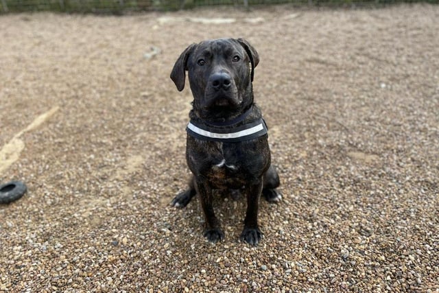 Wotsit is an eight-month-old Presa Canario puppy. He could live with children of secondary school age but needs someone with him most of the time.