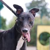 Two-year-old ex-racing Greyhound Brady loves fuss and going on walks. He would make the ideal family pet.