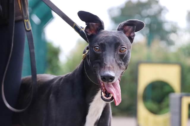 Two-year-old ex-racing Greyhound Brady loves fuss and going on walks. He would make the ideal family pet.