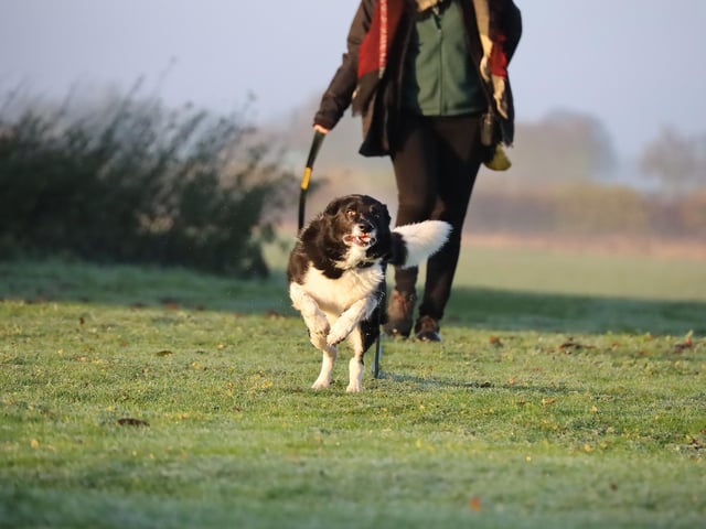 We bumped into adorable Archie whilst he was out enjoying his morning walkies. He is seven years old and he's a very intelligent Border Collie who loves to learn. If you are a true Collie lover, then you'll understand his breed traits and know how to bring out the best in him. In an active home with adopters who will continue the training he loves so much, he will really thrive.