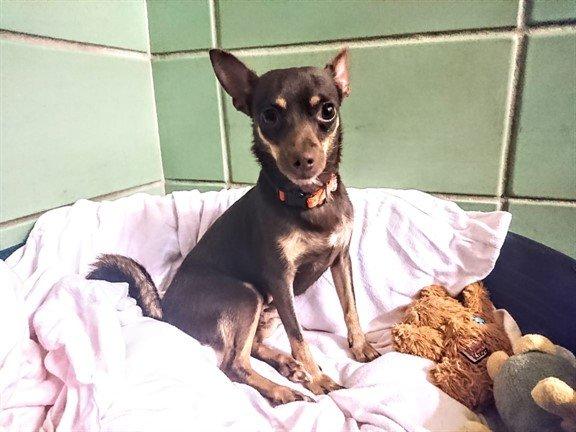 Coco is a sweet hearted girl looking for a quiet adult only house to call home. Whilst she enjoys a good walk she also very much loves having a snuggle too.