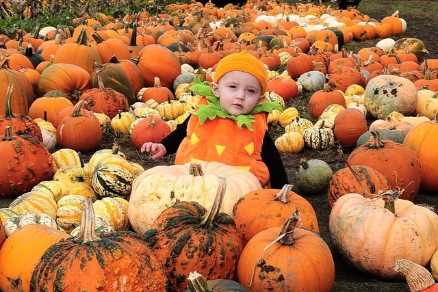 An extra pumpkin! Pictured is Vinnie Herrington who is just nine months old and from Guiseley