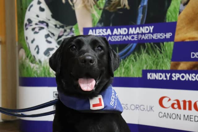 This beauty is currently honing her skills to save someone’s life - trainee support dog Lizzie