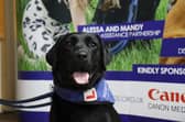 This beauty is currently honing her skills to save someone’s life - trainee support dog Lizzie