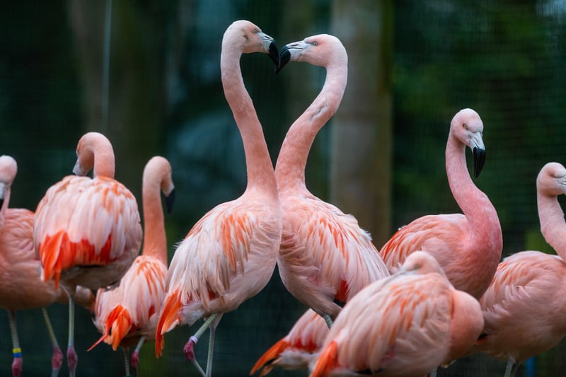 As Valentine's Day approached love was in the air for this flock of Chilean Flamingos at Lotherton Hall. They were protected from predators in their seven-metre high aviary which was home to 33 birds and includedf heated indoor quarters and even a heated indoor pool where the flamingos can warm up together either during day or night as cold temperatures still remain.